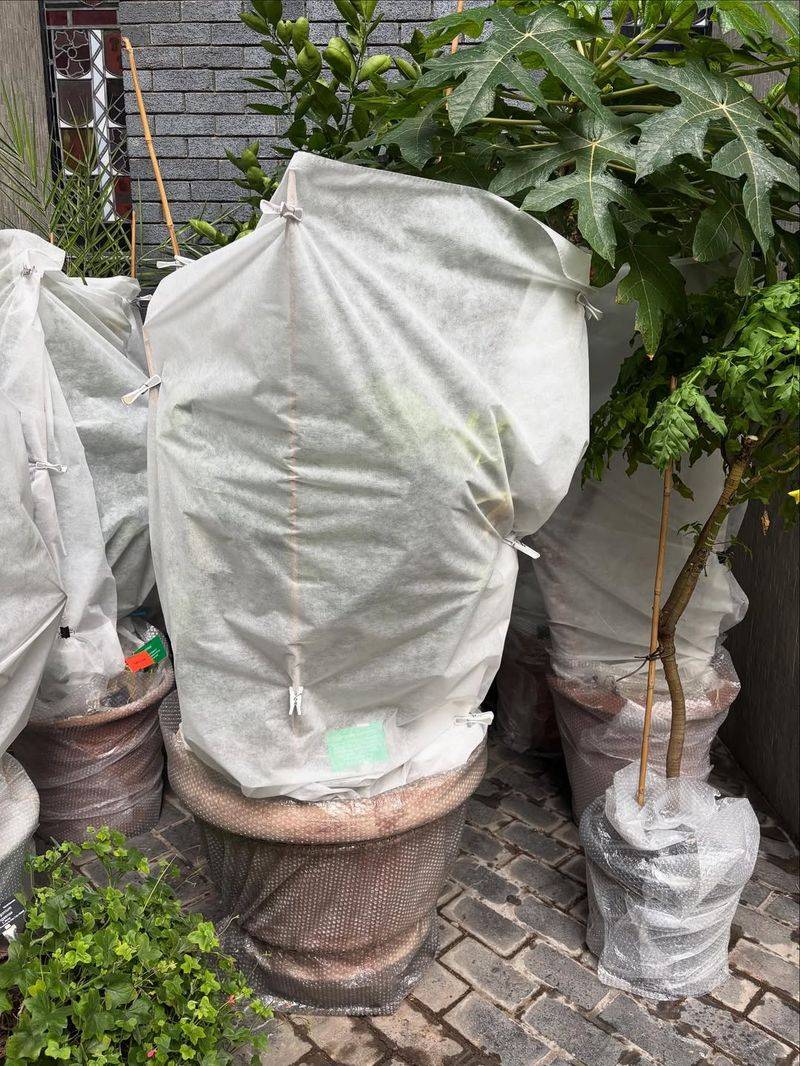 Removing Winter Protection Before It's Time