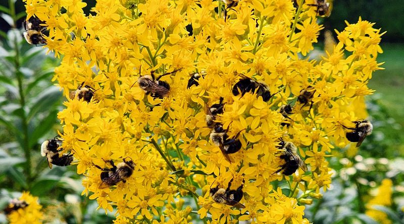 How Native Plants Support Texas Wildlife And Pollinators