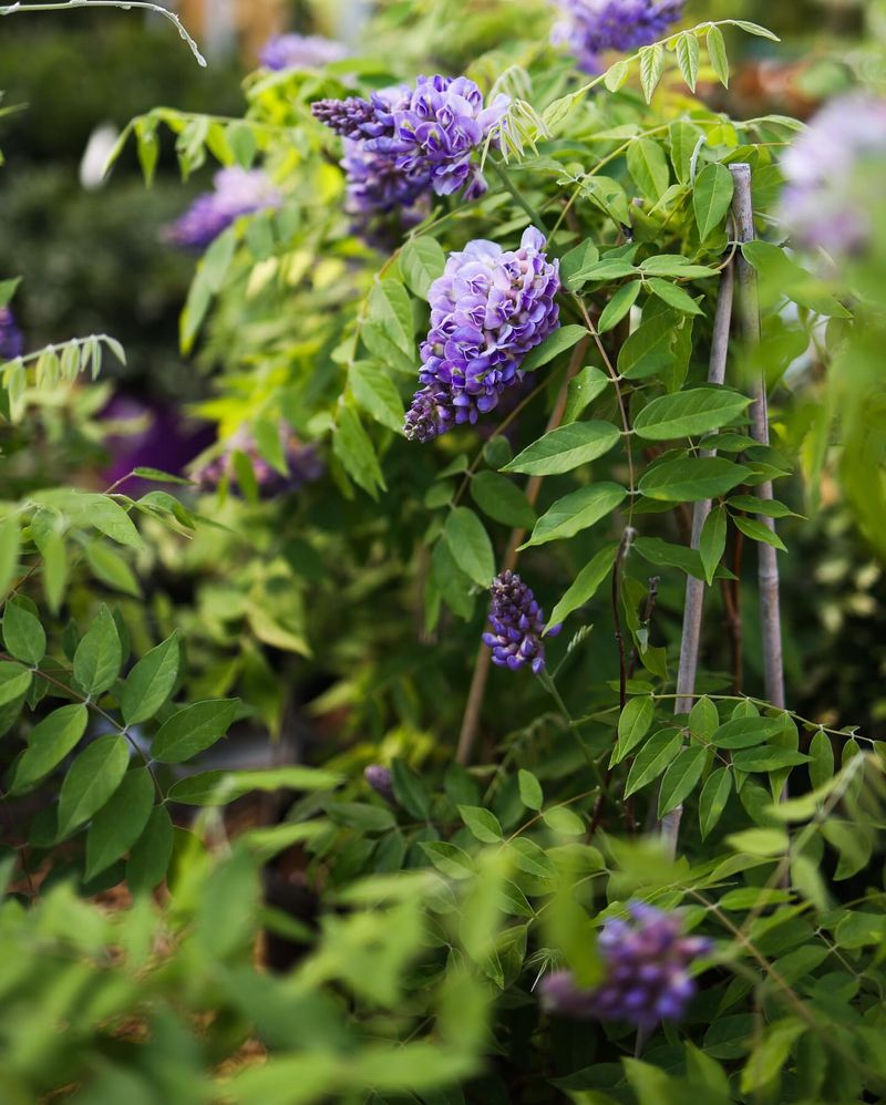 Dispose Of Cuttings Properly