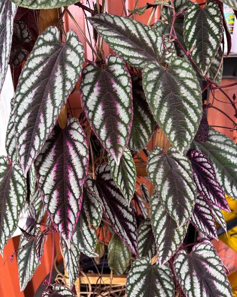 Cissus Discolor (Rex Begonia Vine)