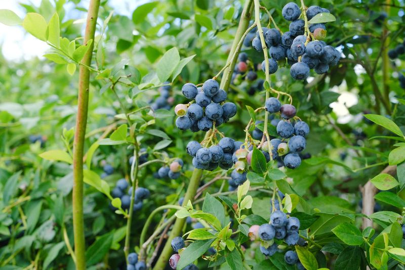 Blueberries