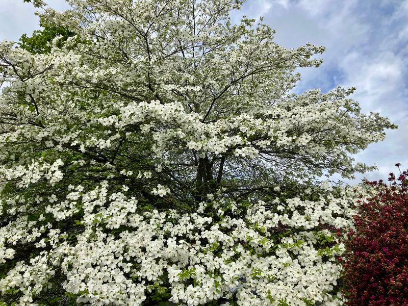 Flowering Dogwood Trees