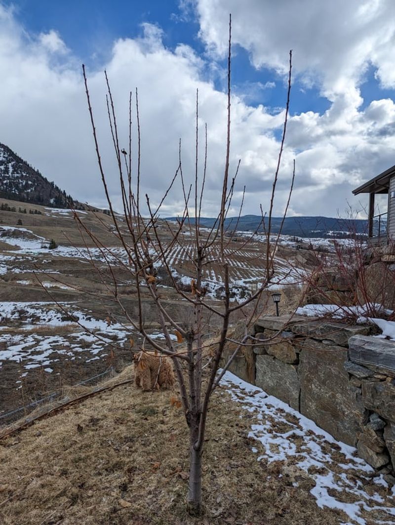 Cherry Trees (Flowering And Fruit Types)