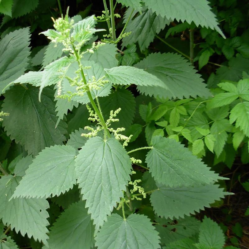 Underground Rhizomes Ensure Persistent Comeback