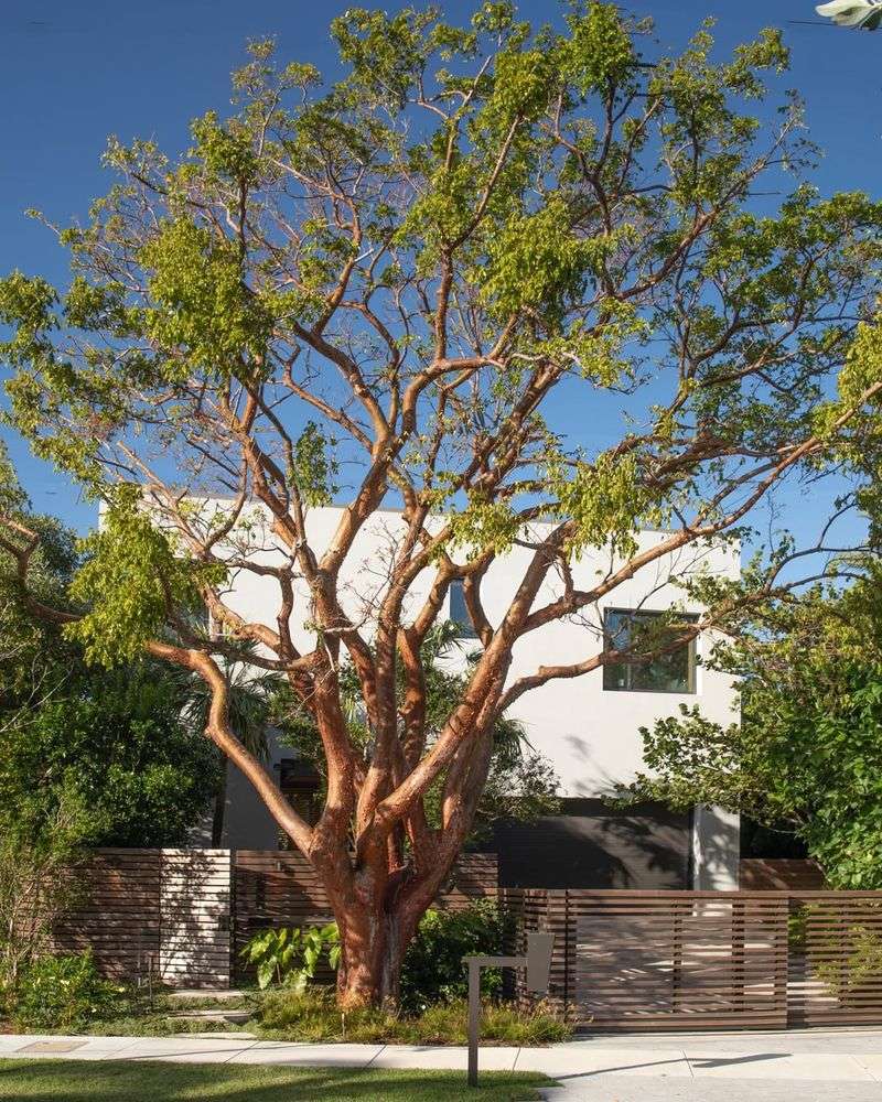 Gumbo Limbo Is South Florida's Fastest Shade Tree