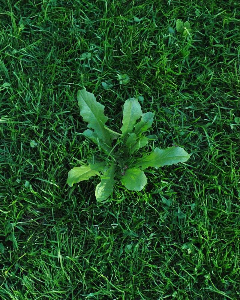 Weeds Begin To Sprout