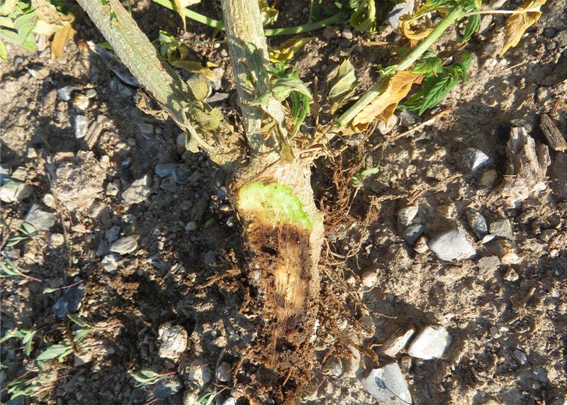 Crown Rot From Prolonged Snow And Ice Sitting On Plants