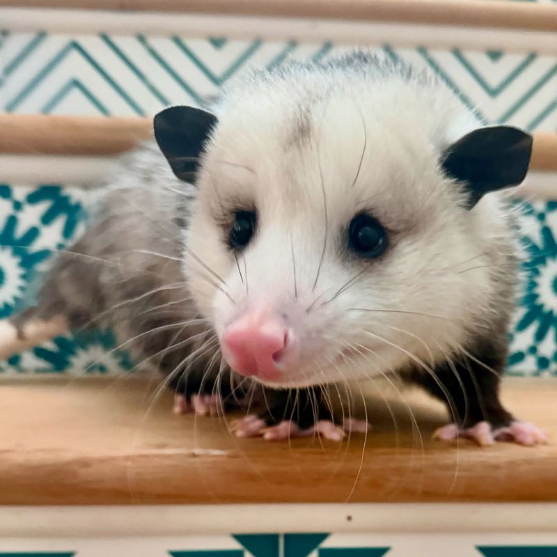 Tennessee Ecosystem Balance