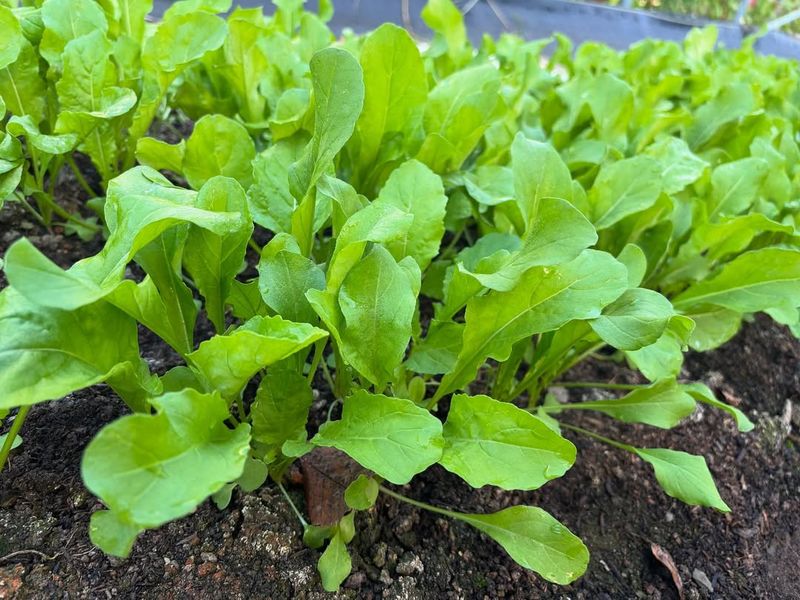 Arugula
