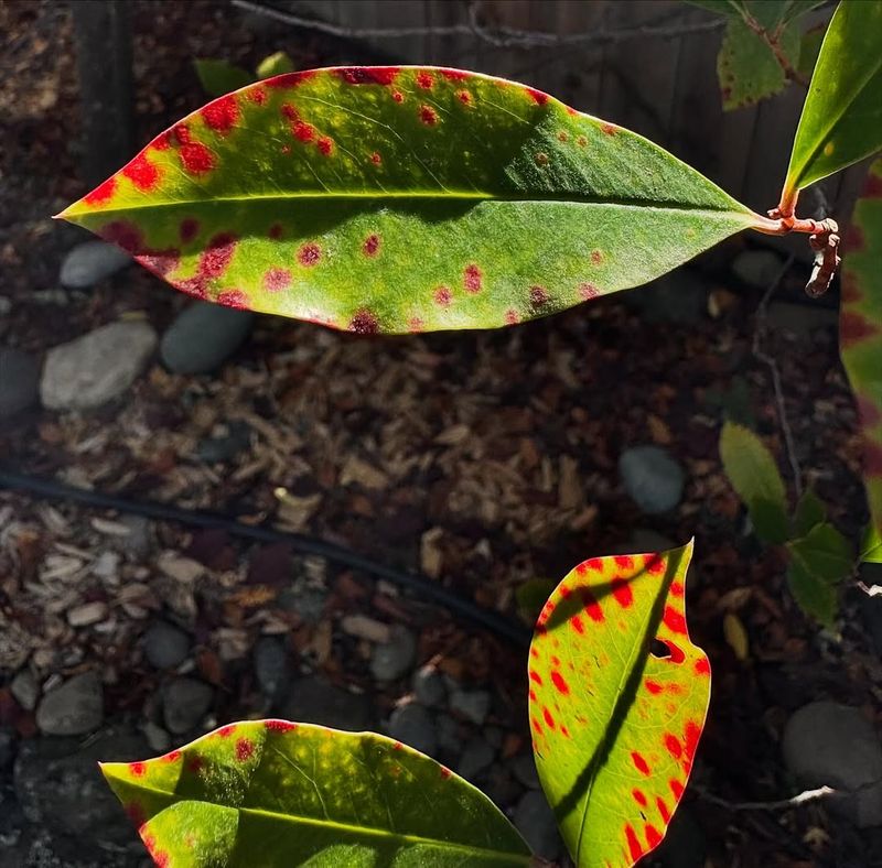 Leaf Spot Diseases
