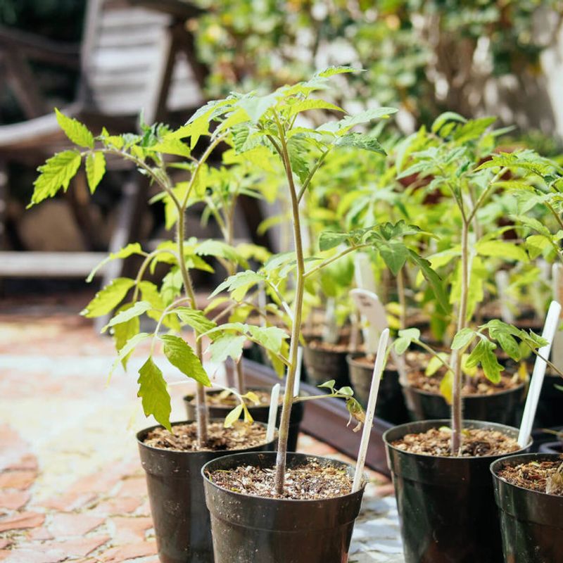 Stem Length Suitable For Deep Planting