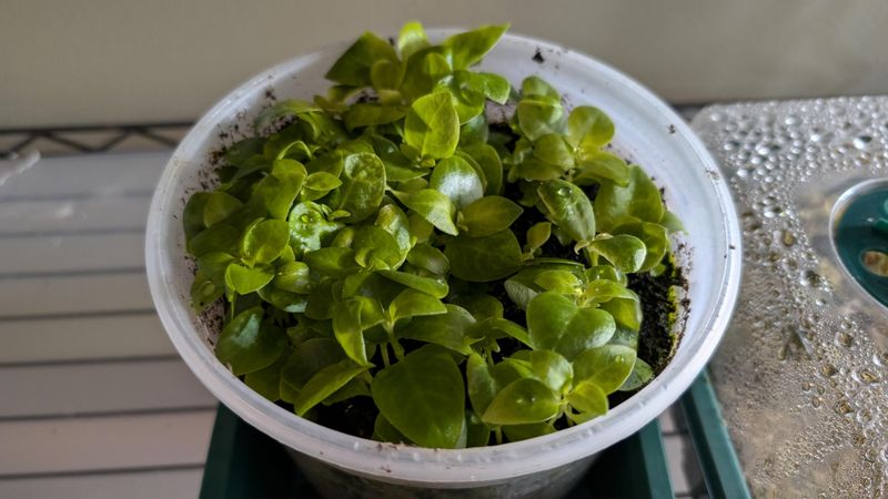 Using A Clear Cover To Maintain Moisture