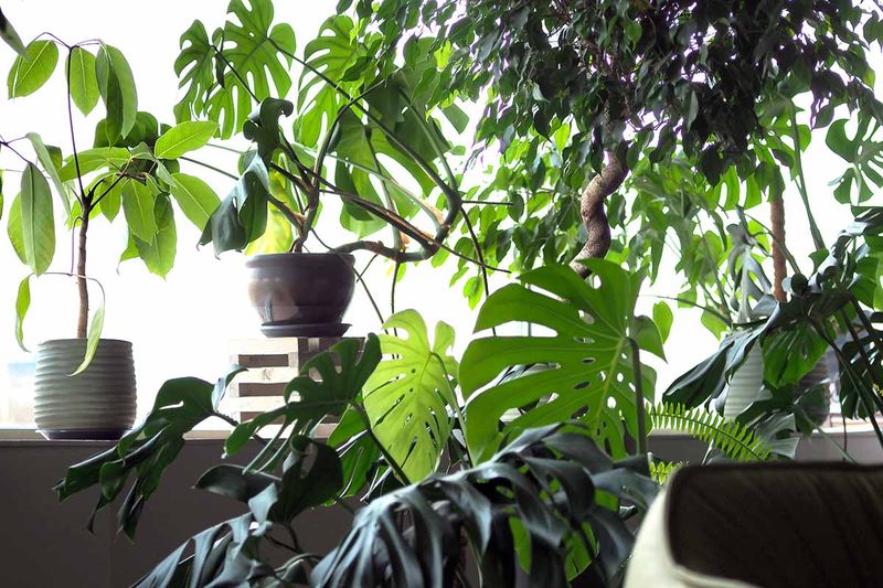 Dividing Overgrown Houseplants During The Slow Season