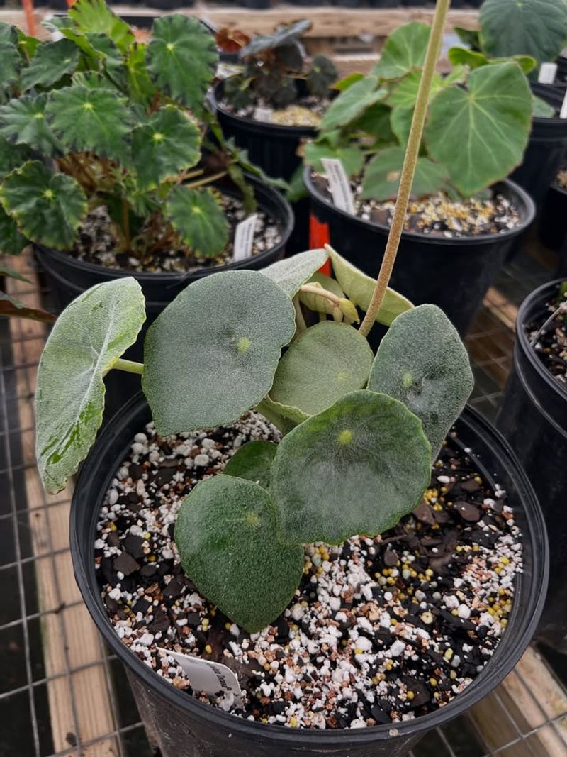 Starting Begonia Cuttings