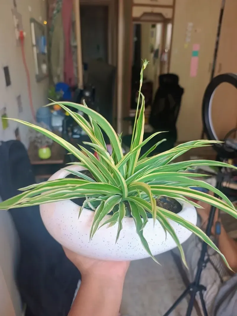 Propagating Spider Plants From Baby Offshoots