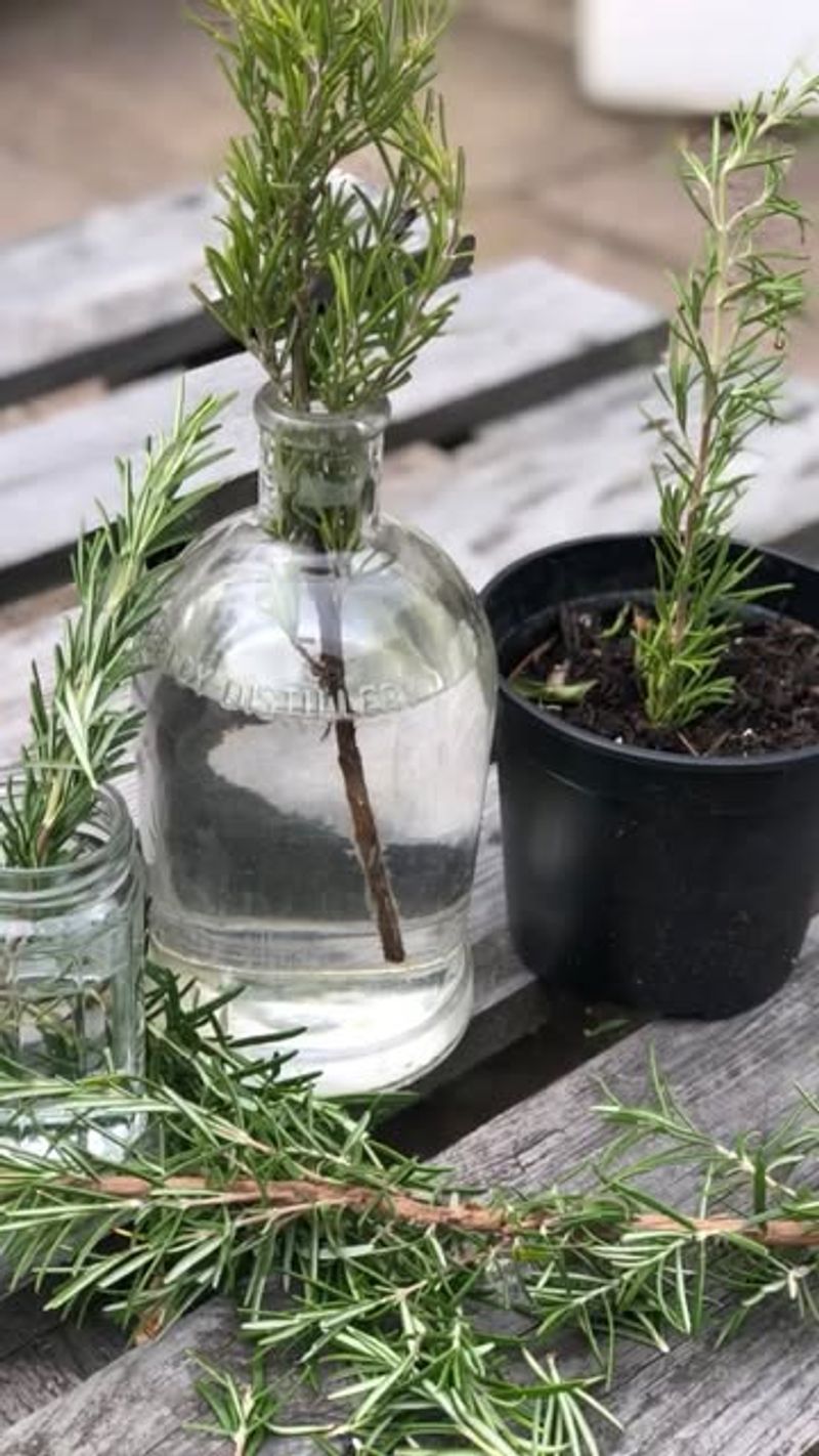 Starting Herbs from Grocery Store Cuttings