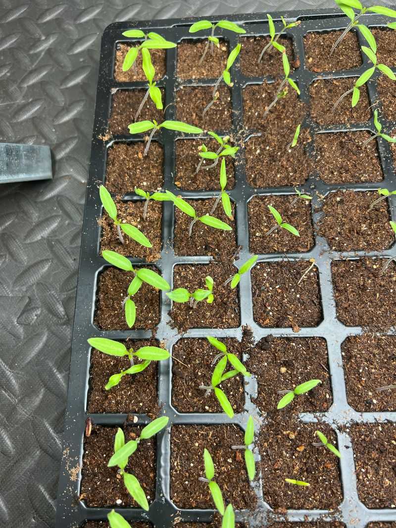 Multiple True Leaf Sets Have Formed