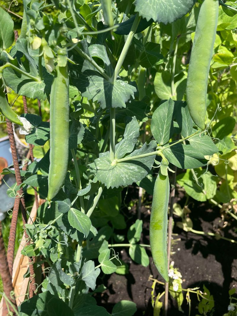 Earlier Planting Leads To Earlier Harvests