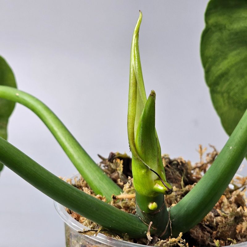 Leaves Beginning To Unfurl