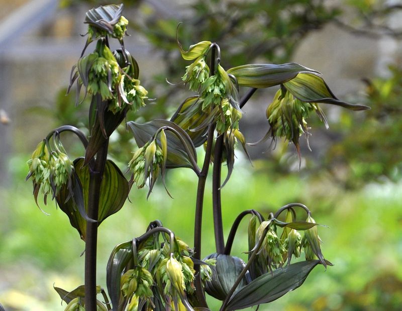 Disporum Cantoniense 'Night Heron' (Fairy Bells)