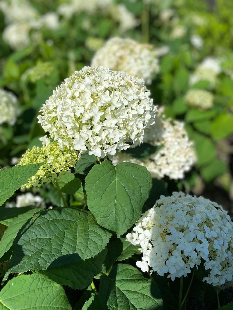 Hydrangeas