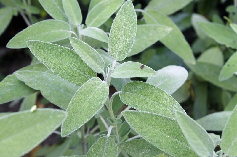 Perennial Herbs Like Sage And Thyme