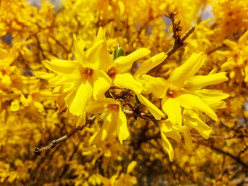 Forsythia