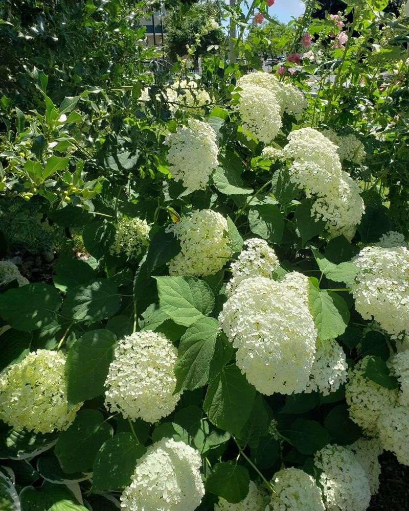 Smooth Hydrangea (Hydrangea arborescens)