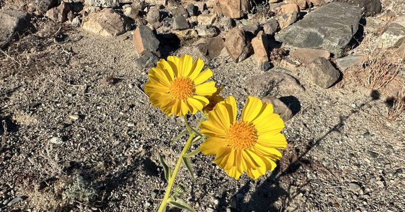 Desert Marigold