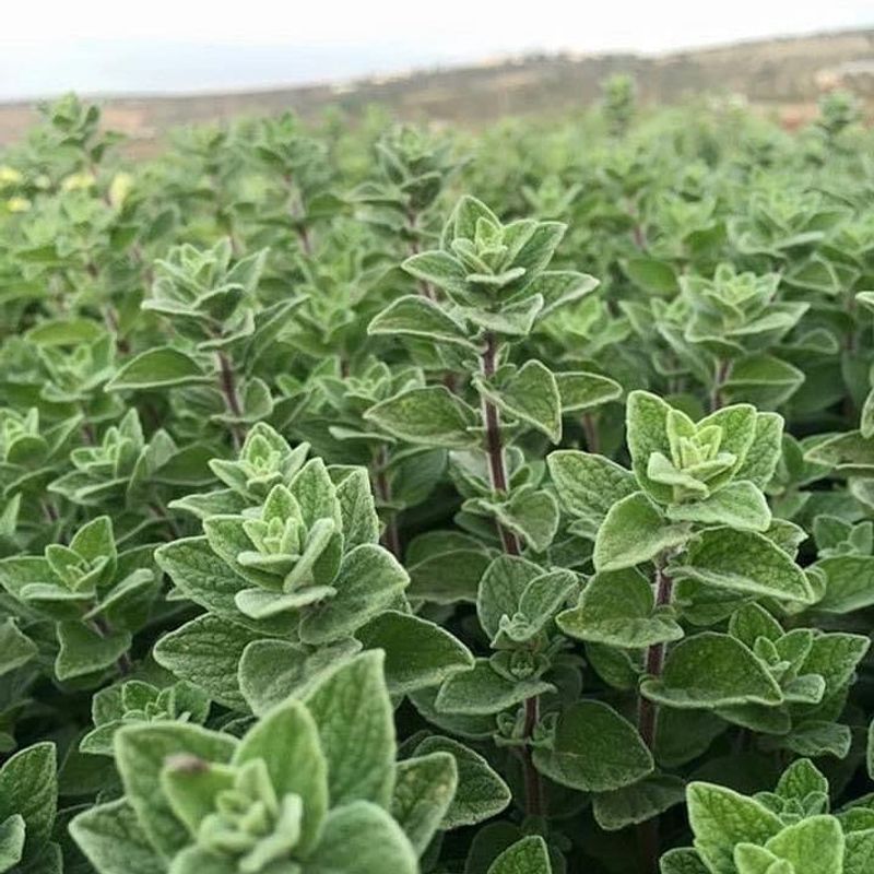 Oregano