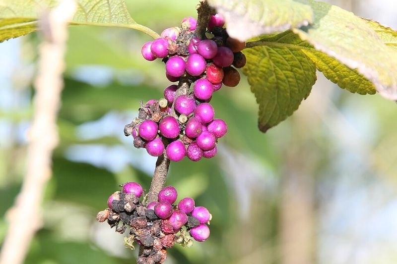 Beautyberry
