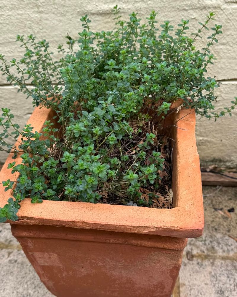 Thyme