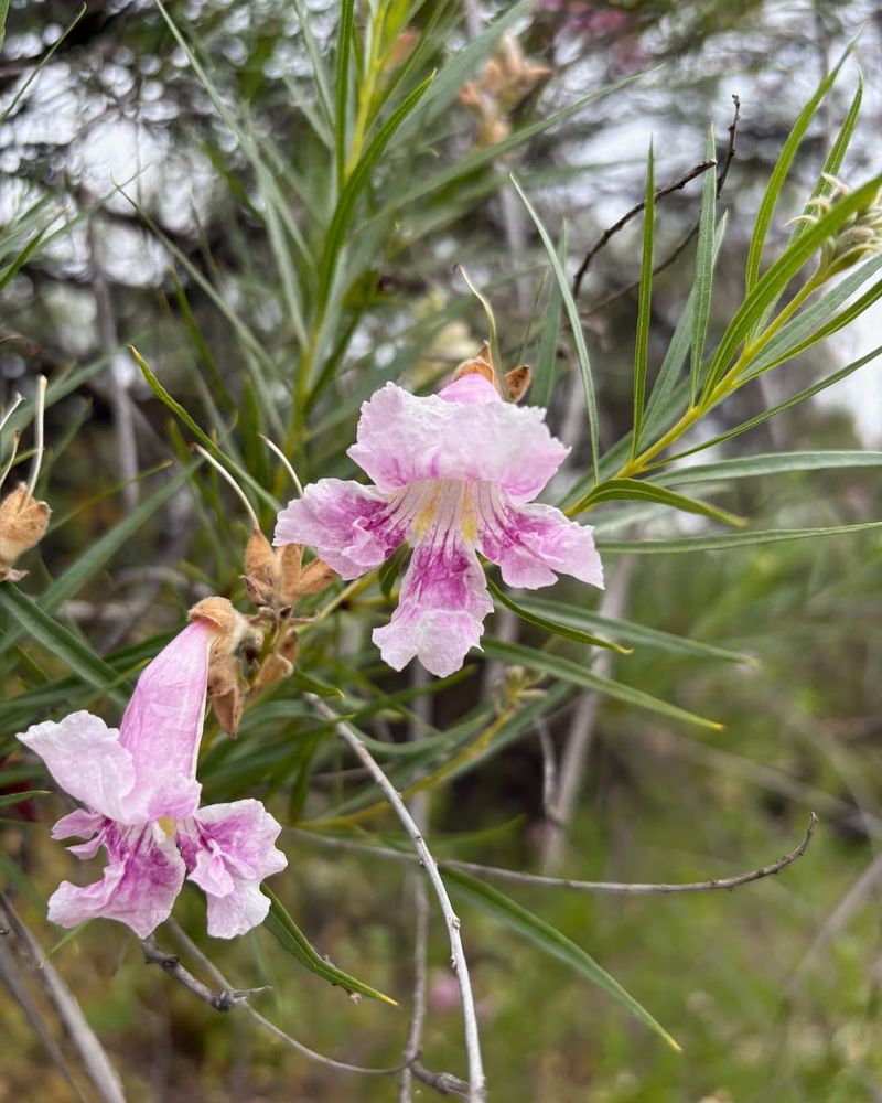 Desert Willow