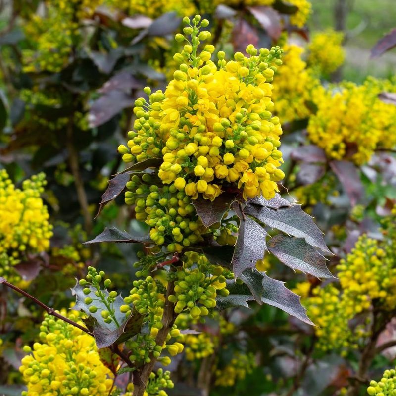 Oregon Grape