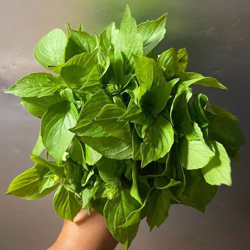 Basil Adds Fresh Summer Taste All Year Long