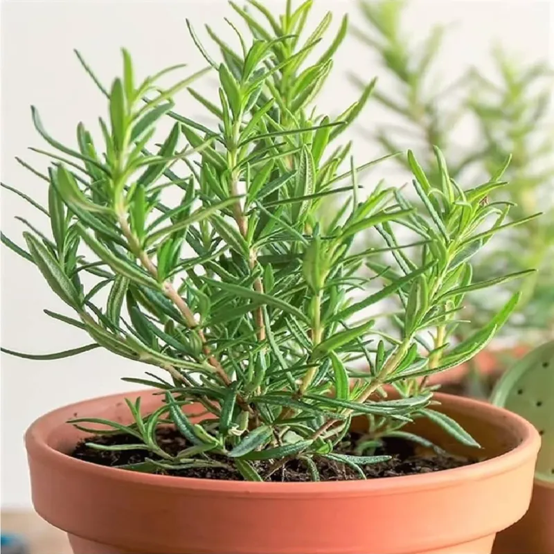 You Can Harvest Fresh Rosemary Every Time You Walk Inside