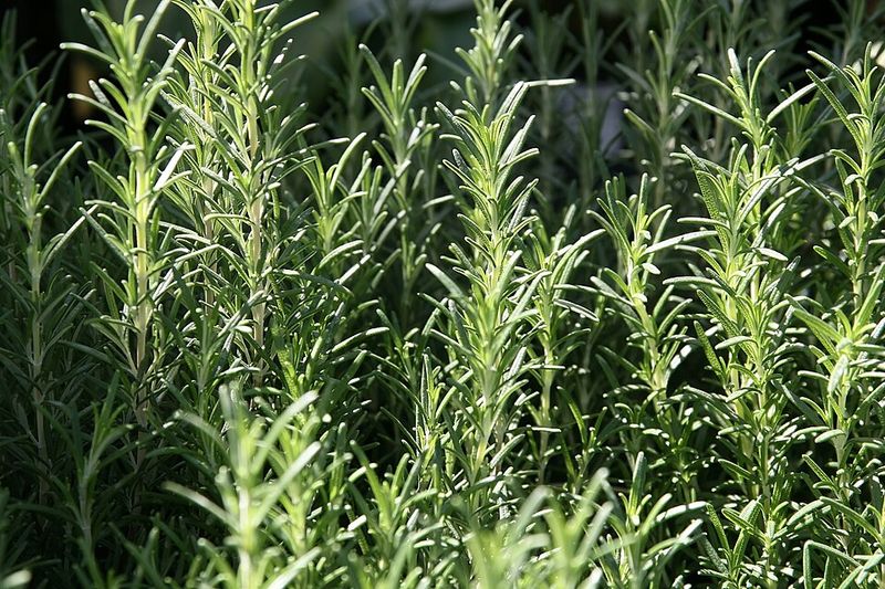 Best Rosemary Varieties For South Florida Doorway Planting
