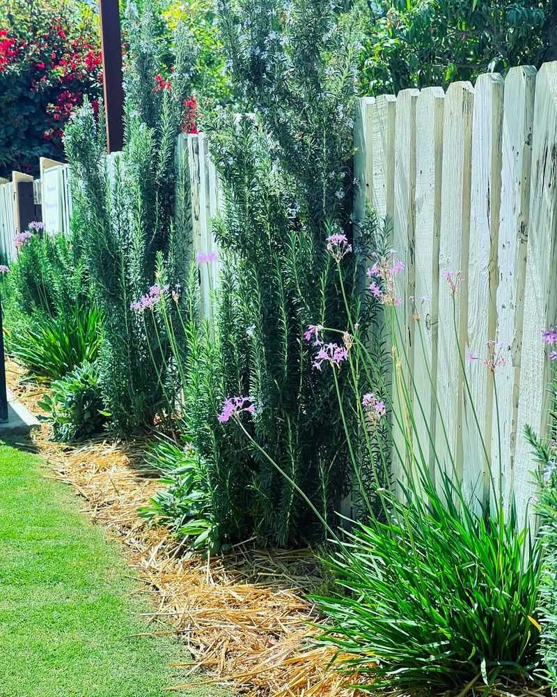 It Requires Almost No Water Once Established