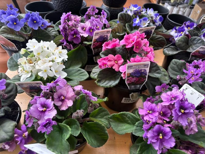 African Violet (Saintpaulia)
