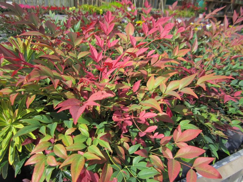 Dwarf Heavenly Bamboo