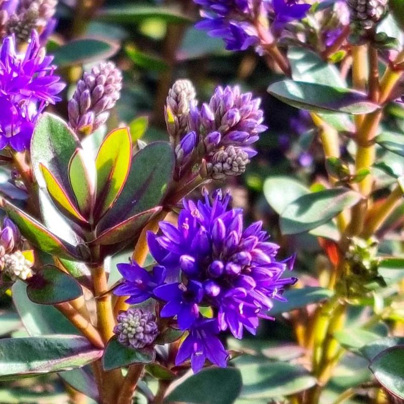 Hebe (Hebe Species - Mild Coastal Areas)