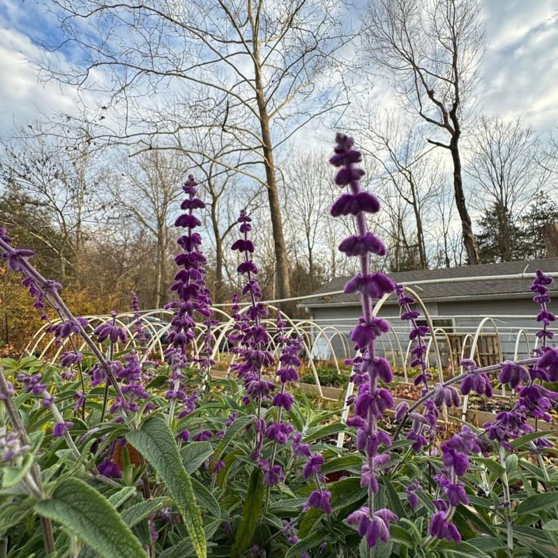 Mexican Bush Sage (Salvia Leucantha)