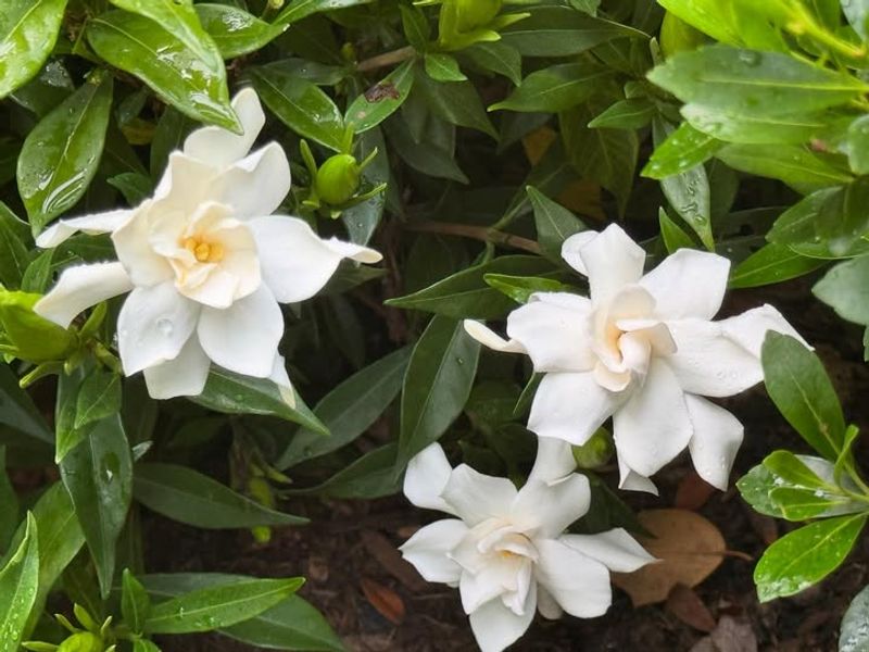 Gardenia