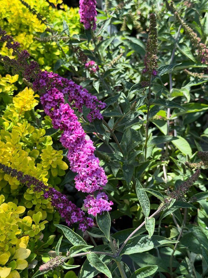 Butterfly Bush