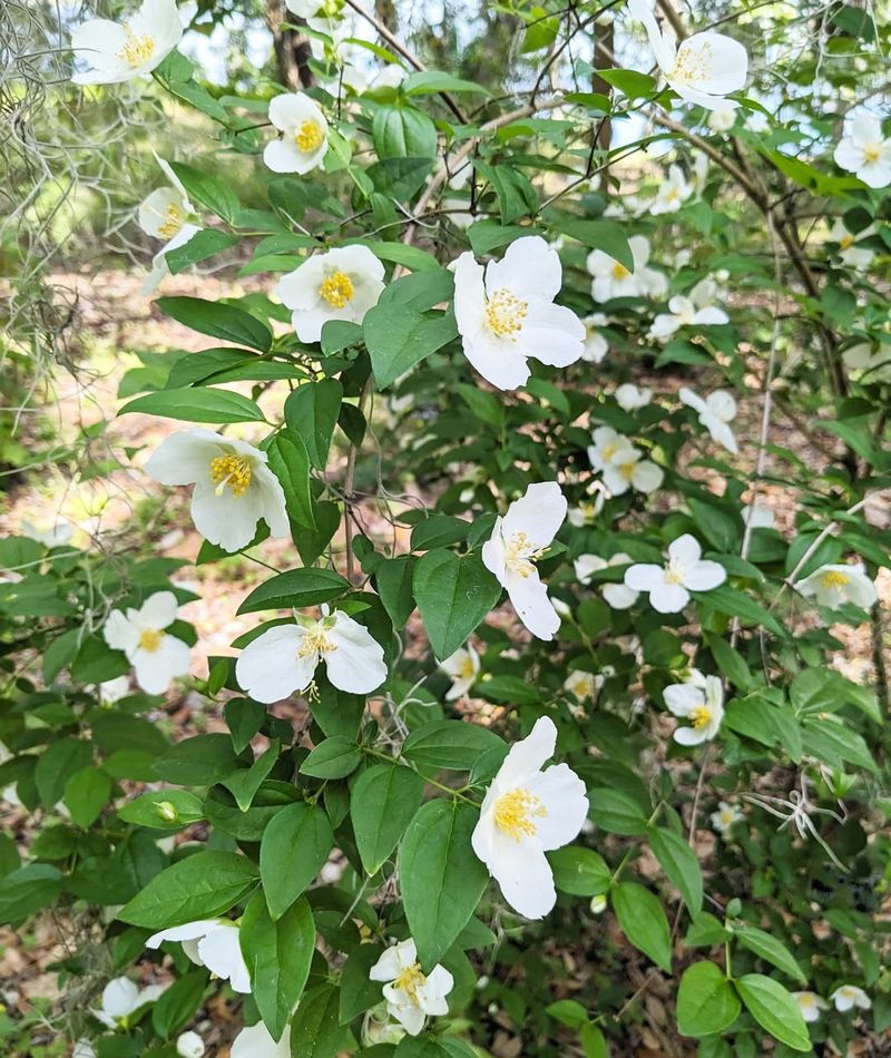 Mock Orange