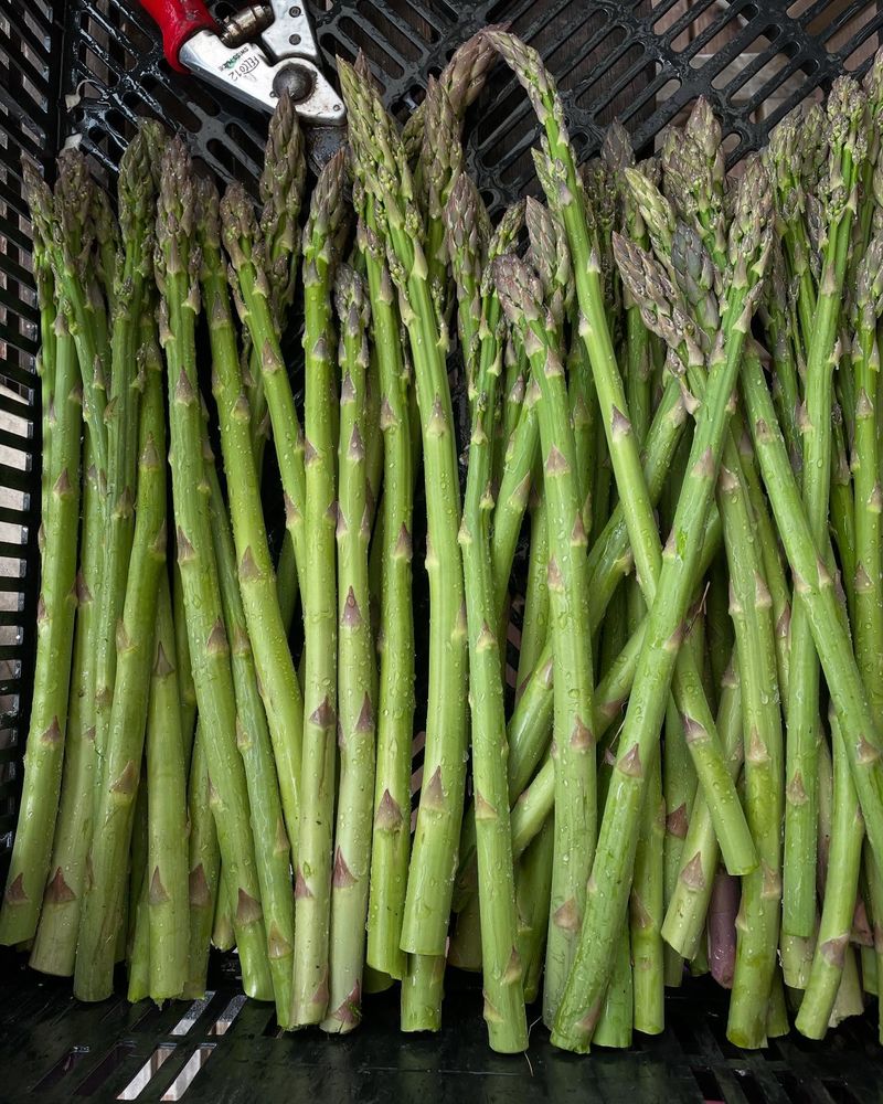 Asparagus