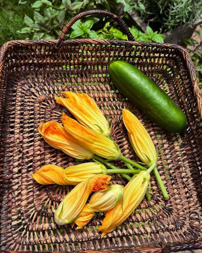 Squash Blossoms