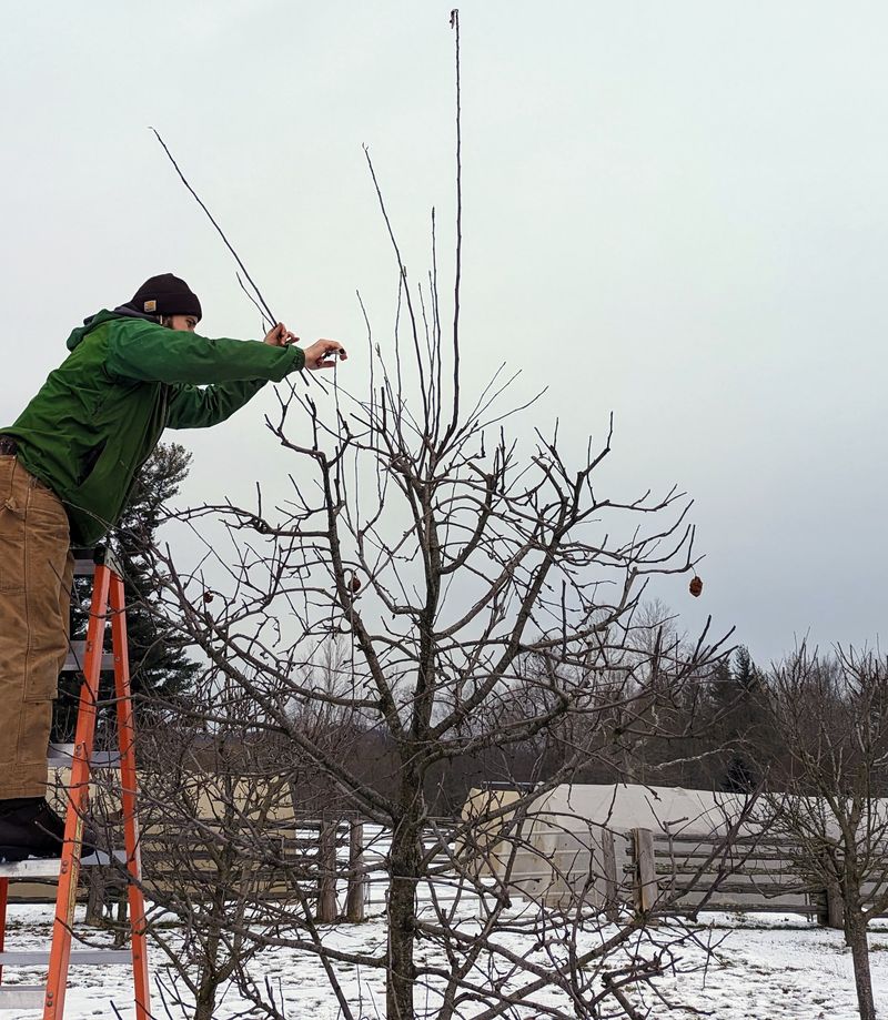 Fruit Trees: Setting Up Summer Harvests