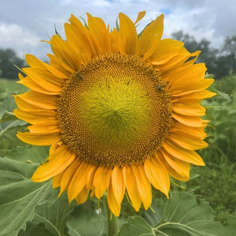 Sunflower (Helianthus Annuus - Petals And Buds)
