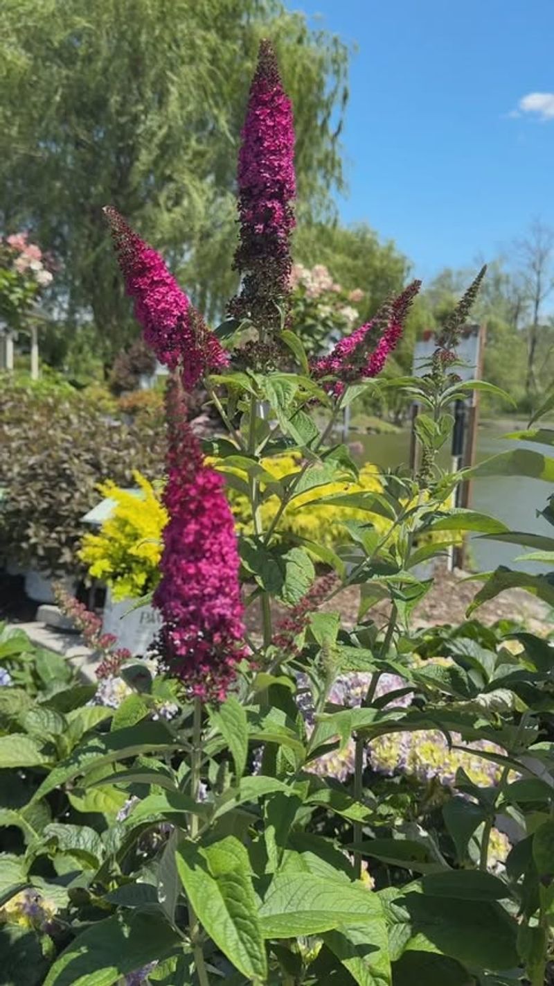 Butterfly Bush For Fuller Growth